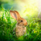 Illustration for article titled DEA Fears Bunnies May Get High as Balls off Medical Marijuana in Utah